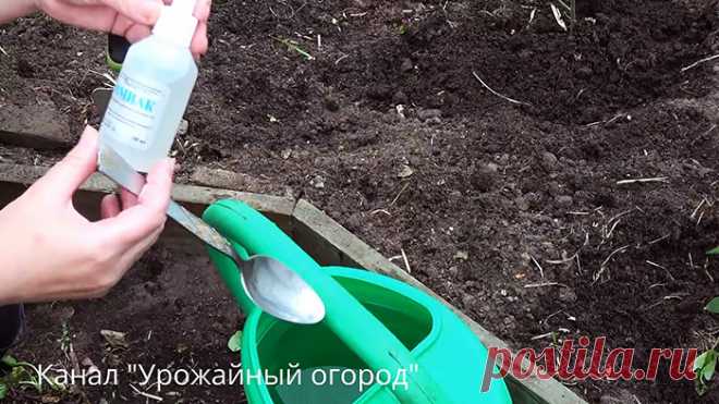 Ложка этого всем доступного средства и вы забудете про муравьев и медведку