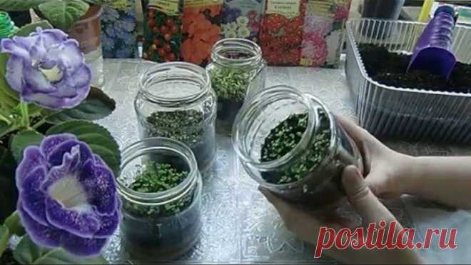 (6) Одноклассники