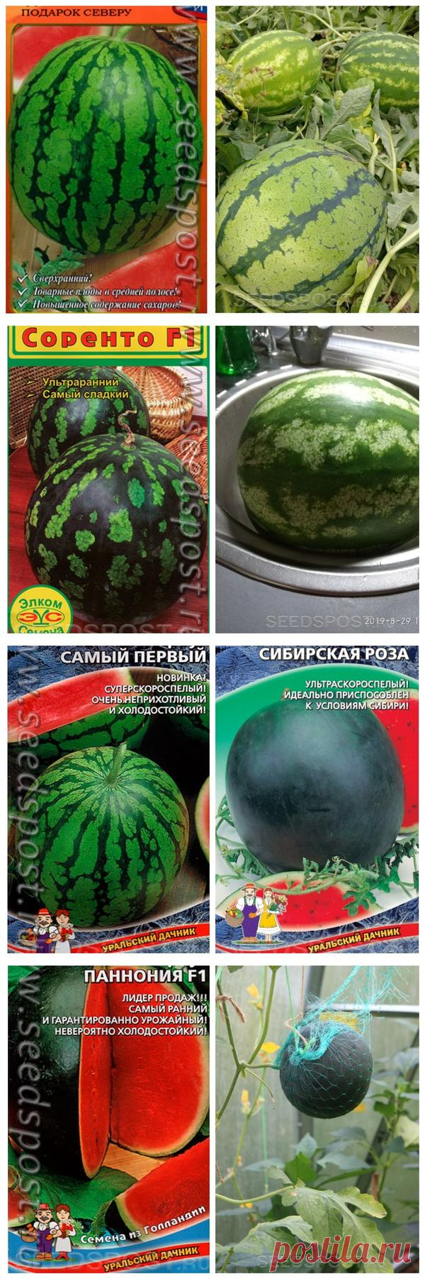 Сибирские арбузы: сорта арбуза для холодных регионов