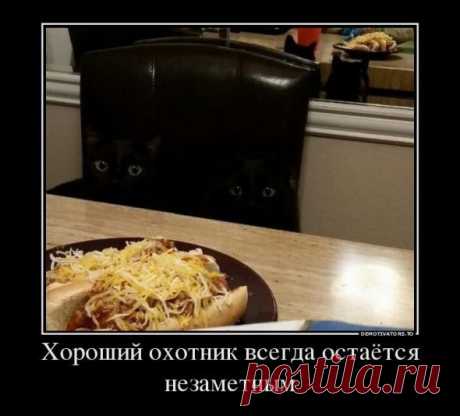 Как вычислить “кошатника&quot;(55 фото)
