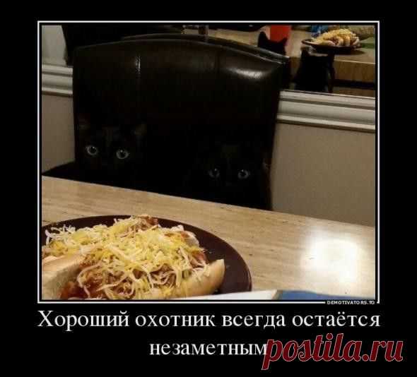 Как вычислить “кошатника"(55 фото)