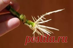 Натуральные стимуляторы роста: