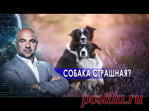Собаки страшные? «Как устроен мир