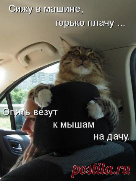 коты