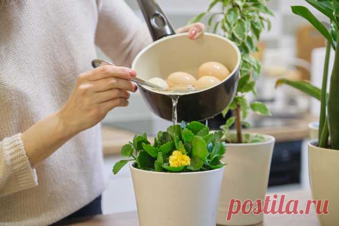 Чем подкормить комнатные цветы: 7 натуральных удобрений с кухни У хорошей хозяйки ничего не пропадает, все идет в дело. Поэтому комнатные растения и растут как на дрожжах, и цветут — краше некуда. А помогает в этом подкормка народными средствами — настой из скорлупы да дренаж из шелухи.