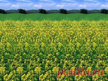 Стереокартинки (продолжение 14). / Фотошоп и я.