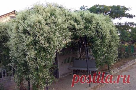 Фаллопия: посадка и уход, использование в саду, фото