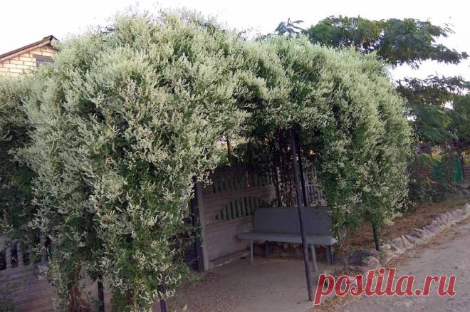 Фаллопия: посадка и уход, использование в саду, фото