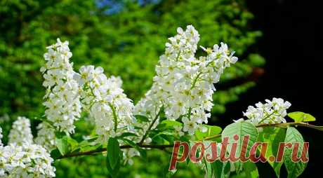 Природа подскажет, когда что сажать: 4 главных природных маркера, за которыми следят все дачники на Supersadovnik.ru