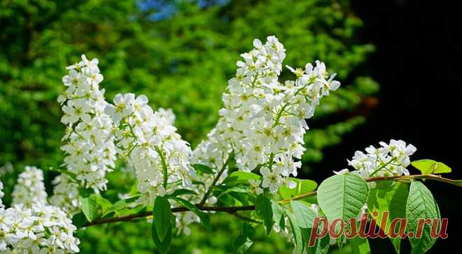 Природа подскажет, когда что сажать: 4 главных природных маркера, за которыми следят все дачники на Supersadovnik.ru