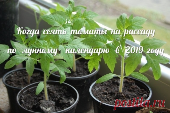 Полезные советы. Когда сеять томаты на рассаду по лунному календарю в 2019 году