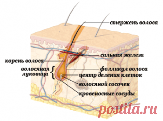 Строение волоса и кожи человека на голове в разрезе: корневого человеческого волоска, стержня, корня, видео-инструкция по уходу своими руками, схема, фото и цена