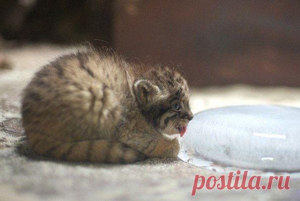 Маленький манул лижет льдинку.