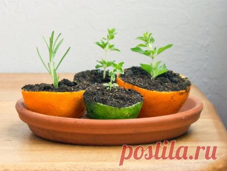 12 способов, как сделать горшочки для рассады своими руками | На грядке (Огород.ru)