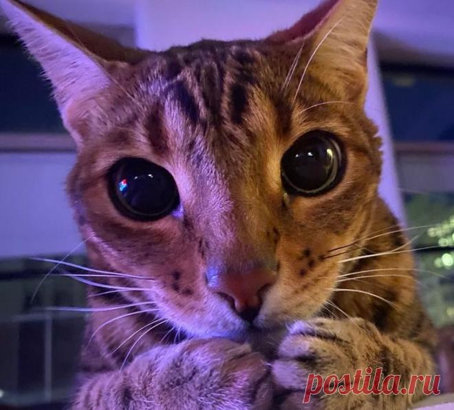 Драматические актёры из мира животных / Питомцы