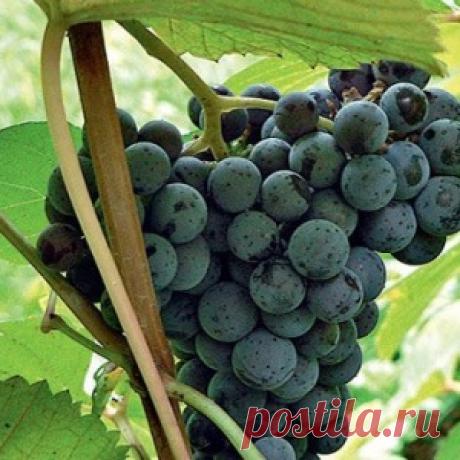 Выращивание винограда в вопросах и ответах - МирТесен