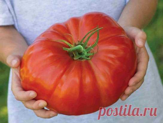 ЧТОБЫ ПОМИДОРЧИКИ БЫЛИ КРУПНЫМИ! 
Чтобы любимые помидоры были крупными и созревали быстрее, приготовим для них полезные напитки: 
- в 10 литров добавим 3-4 капли йода. Поливать томатные кустики следует под корень один раз в неделю в объеме 1,5-2 литра под каждое растение; 
- заполните бочку объемом 200 л крапивой и листиками одуванчиков примерно на 1/3. 
Добавьте в смесь ведро навоза, залейте водой. Для ускорения брожения накройте бочку пленкой. Примерно через 10 дней удобрение будет готово. По