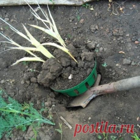 Июнь: срочно выкапываем луковицы тюльпанов - МирТесен