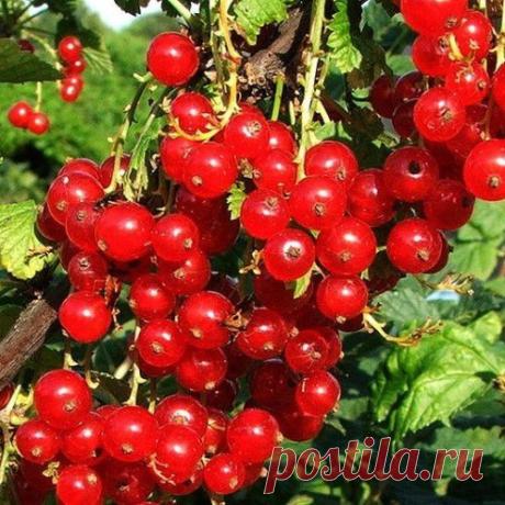 КНЯЖИКИ В САДУ | Самоцветик