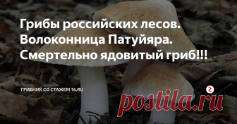 Грибы российских лесов. Волоконница Патуйяра. Смертельно ядовитый гриб!!! Грибного яда мускарина, обнаруженного учеными поначалу только в красном мухоморе, в волоконнице Патуйяра содержится в 20-25 раз больше!!!