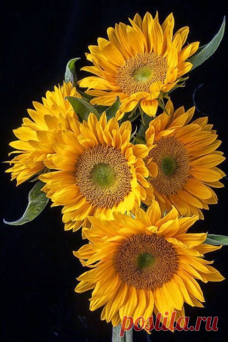 Найдено на сайте gardenpicture.tumblr.com.