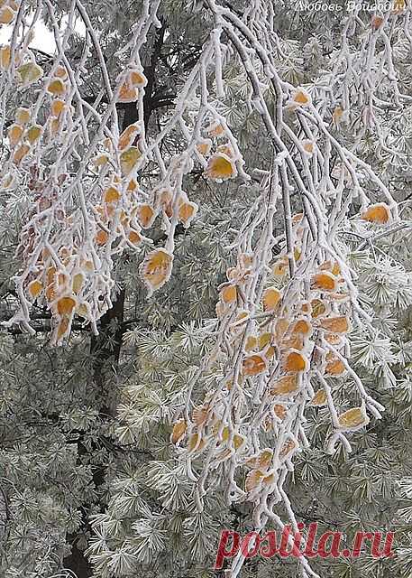 Фотографии / в Кругу Друзей - социальная сеть