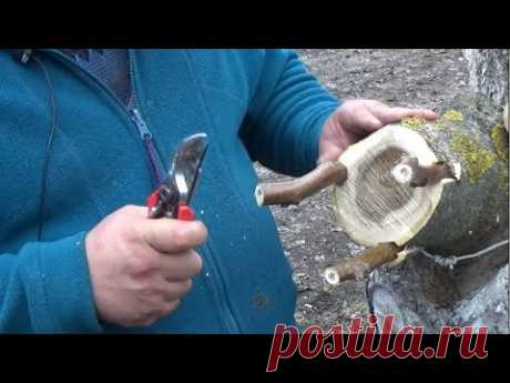 Прививка взрослого ореха