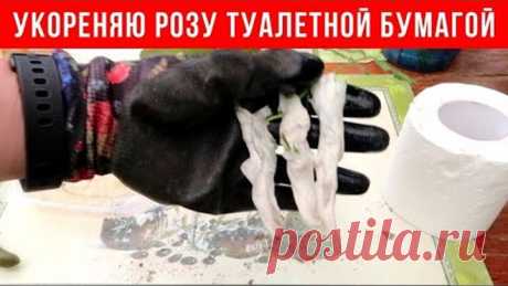 НЕОБЫЧНОЕ укоренение черенков РОЗЫ туалетной бумагой
