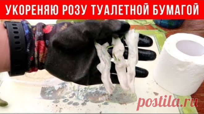 НЕОБЫЧНОЕ укоренение черенков РОЗЫ туалетной бумагой