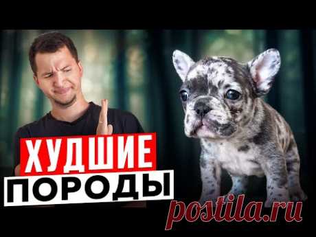 Эти породы тебе ТОЧНО не стоит заводить
