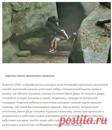 Невероятные случаи спасения людей животными