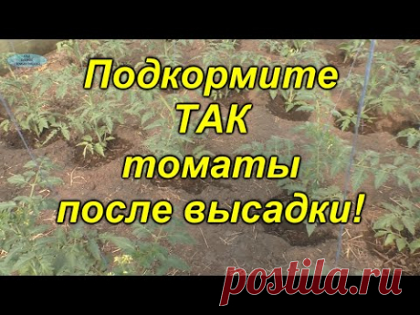 Важная подкормка томатов после высадки! (не пропустите!!!)