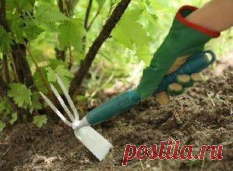 КАК ПРАВИЛЬНО СОДЕРЖАТЬ ПОЧВУ ПОД ПЛОДОВЫМИ ДЕРЕВЬЯМИ