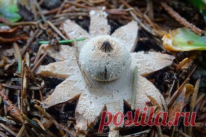 В российском регионе нашли редкий гриб-звезду. В Тульской области, одном из самых грибных регионов России, обнаружили редкий Звездовик полосатый. В Дирекции особо охраняемых природных территорий Тульской области рассказали, почему он считается одним из самых необычных грибов. Земляной звездой гриб прозвали из-за необычной формы — он напоминает небесное тело.