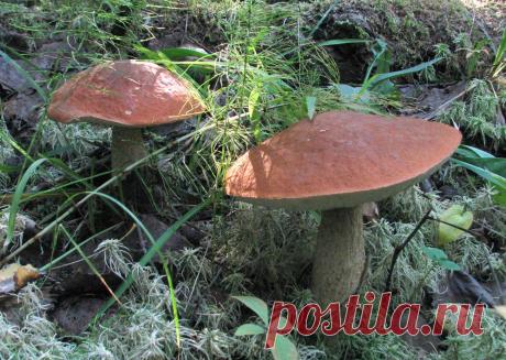 Конаковский Мох. Лето 2010