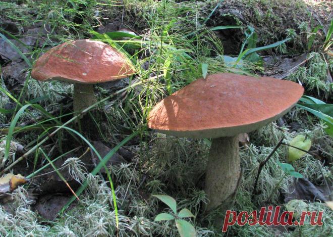 Конаковский Мох. Лето 2010