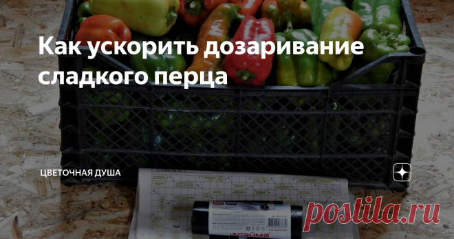 Как ускорить дозаривание сладкого перца Не все сладкие перцы, которые я сняла на дозаривание на прошлой неделе, торопятся поменять цвет на красный, жёлтый или оранжевый. В основной своей массе они остаются всё в тех же различных оттенках зелёного цвета. Но ситуацию легко исправить, и для этого потребуются два простых предмета: газета и чёрный полиэтиленовый пакет:
Фото автора
Действия будут также не сложными:
1) развернуть пакет, положи