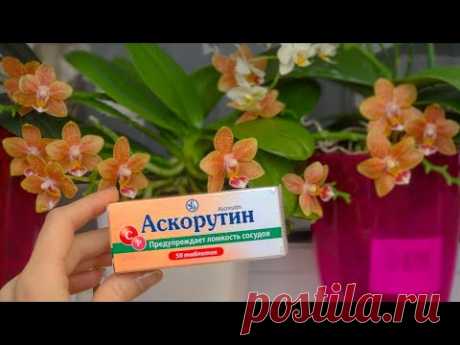 ПОСЛЕ орхидеи ЗАЦВЕТУТ НА ЗАВИСТЬ! орхидеи хотят АСКОРУТИН! АВИТАМИНОЗ орхидеи! орхидеи НЕ УЗНАТЬ!