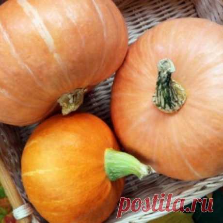 Что приготовить из тыквы – 7 оригинальных рецептов