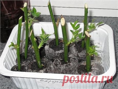 Розы из черенков