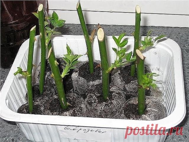 Розы из черенков