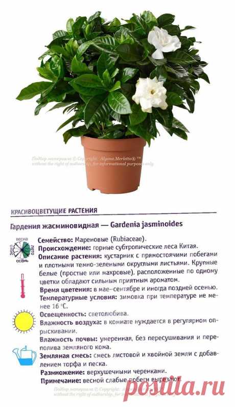 Красивоцветущие домашние растения на В и Г ... Атлас комнатных растений (часть3)