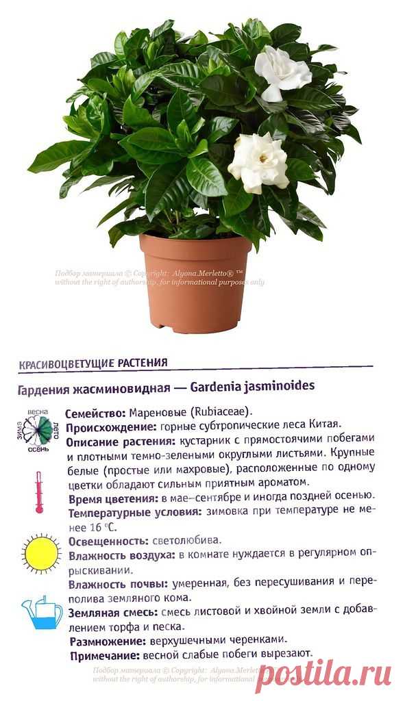 Красивоцветущие домашние растения на В и Г ... Атлас комнатных растений (часть3)
