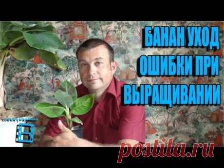 БАНАН УХОД И ОШИБКИ ПРИ ВЫРАЩИВАНИИ. ЭКЗОТИКА НА ПОДОКОННИКЕ. - YouTube