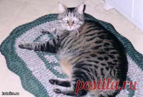 Очень толстые коты 2 (24 фото) - 28 Сентября 2008 - Котейко - все о кошках и котах.