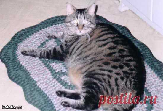 Очень толстые коты 2 (24 фото) - 28 Сентября 2008 - Котейко - все о кошках и котах.