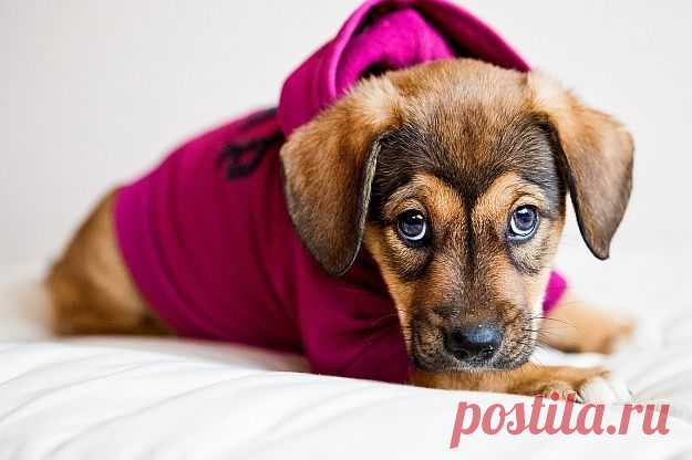 8 привычек, которые бесят вашу собаку | Wellup.me