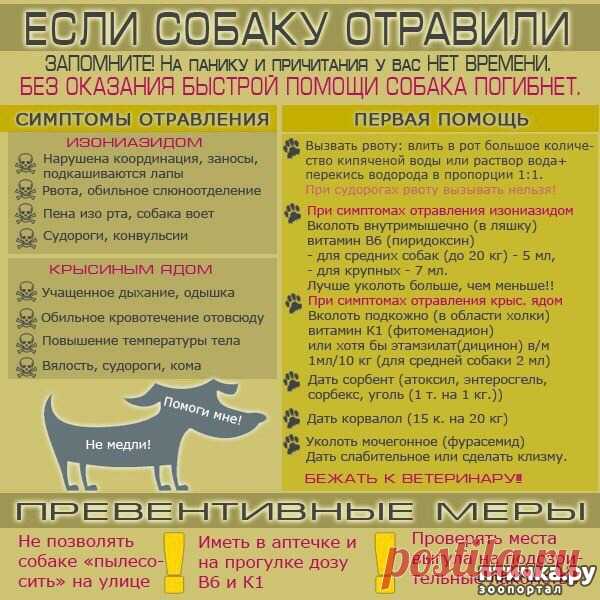 Если собаку отравили. — обсуждение в группе 