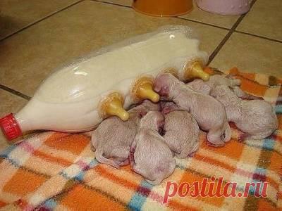 Только смешные фото из жизни людей и других животных