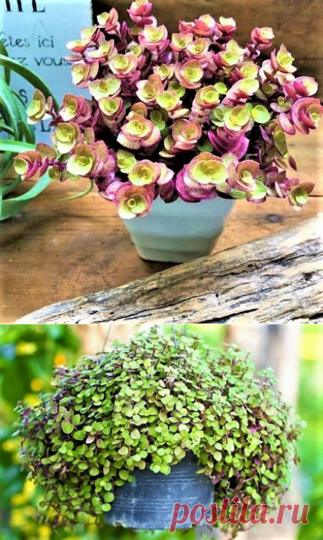 Dinheiro-Em-Penca - Suculenta - Jardim Exótico - O maior portal de mudas do Brasil.